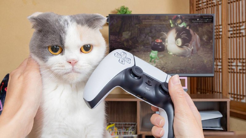 PlayStation日本官推晒出的猫猫PlayStation日本官推晒出的猫猫
